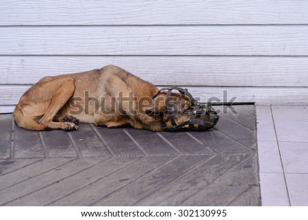 Muzzled dog sleeping on cement floor, very uncomfortable freedom.