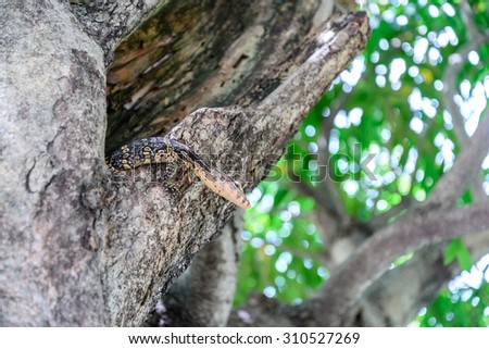 Bengal monitor lizard in tree hole.