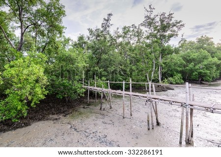 Bamboo bridge nature trail mangrove forest.