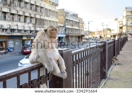 Monkey crowd sitting on fence in city..