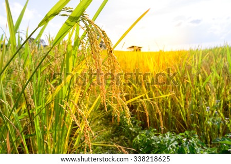 Close up of golden rice paddy in rice field.
