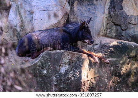 Serow sleeping on cliff, reserved wild animal species.