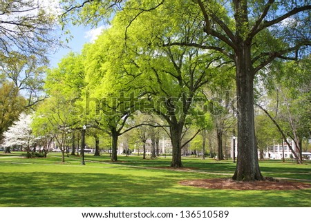 Green Trees in Spring