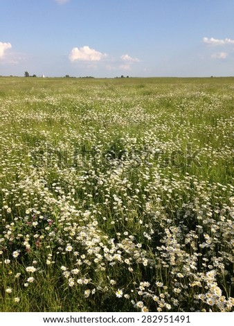Camomile and grass meadow