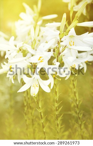 White lily flower in summer. Sunlight over the white flowers in garden./White lily flower in garden