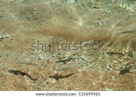 sea-bed and fishes