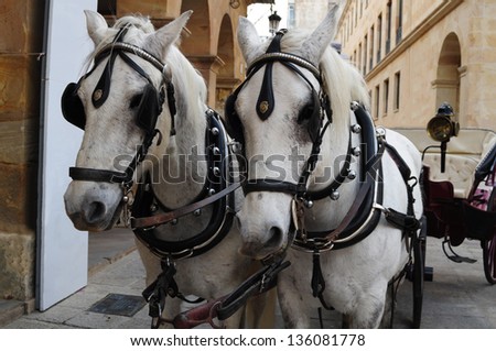 Two white horses heads