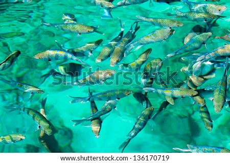 Red Sea school of fish background