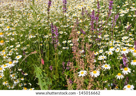 wild flowers meadow