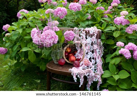 still life with hydrangea and basket of nectarines near the hydrangea plant