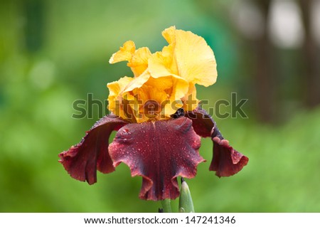 yellow and violet iris