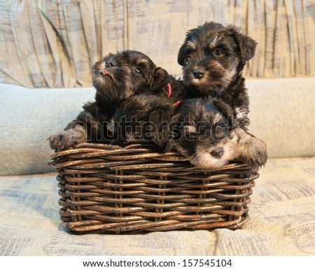 four miniature schnauzer puppies sitting in the box