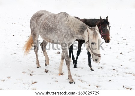 two horses dapple-grey and dark walking on the snow