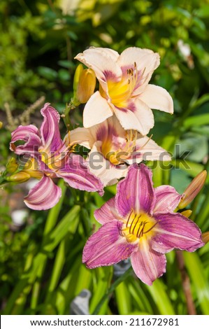 day lily light violet beautiful flowers postcard