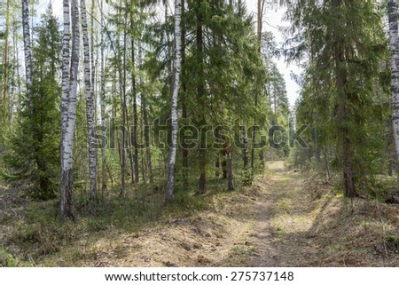 forest track at spring time