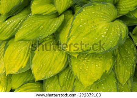 yellow with green edge rare color hosta plant leaves close up view, wet leaves with water drops.