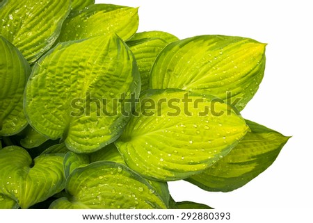 hosta leaves after a rain isolated on white background