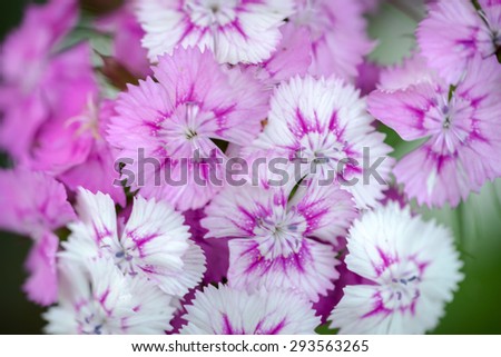 Wild carnation pink flowers. Macro photo with selective focus