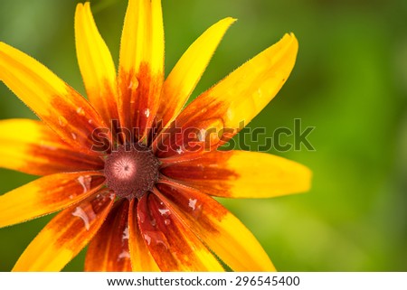 bright orange and yellow rudbeckia flower in the garden macro shot. with blurred natural green background and copyspace for your text.