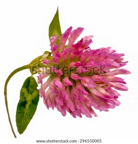 Red Clover Flower Close-Up Isolated on White Background