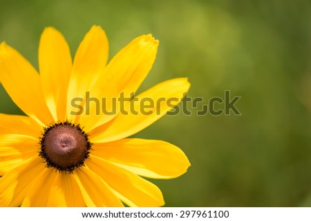 Blooming Rudbeckia (Black-eyed Susan flower)