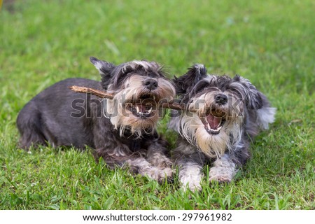 two mini schnauzer dogs playing one stick together on the grass
