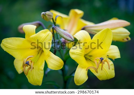 Vibrant yellow colored bunch of Asiatic Lily flowers