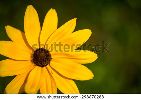 yellow black-eyed susan wildflower close up