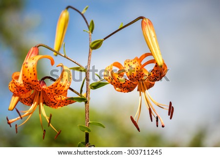 Tiger lilies in garden. Lilium lancifolium (syn. L. tigrinum) is one of several species of orange lily flower to which the common name Tiger Lily is applied.