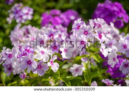Violet Phlox flower - genus of flowering herbaceous plants with beautiful bokeh, selective focus