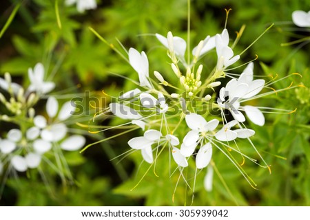 Cleome flower (Cleome hassleriana) ,spider flowers, spider plants, spider weed