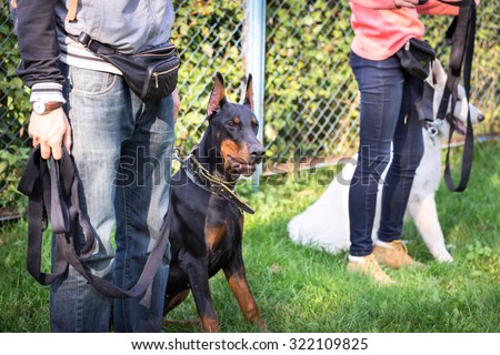outdoor training process in dogschool