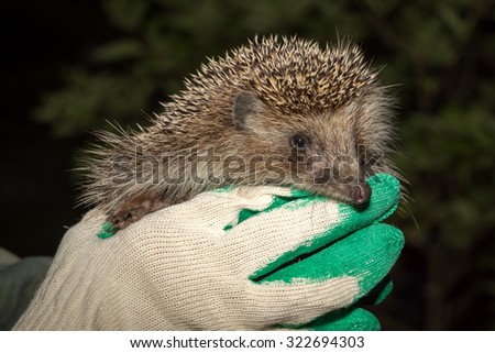 Hands holding small hedgehog fixed