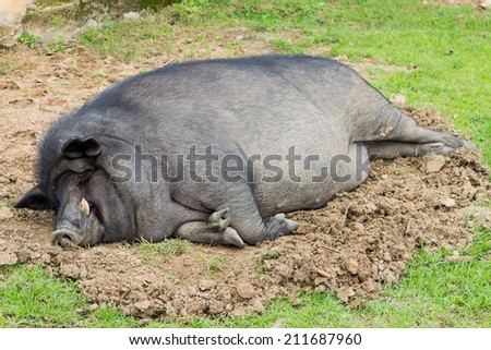 A sleeping wild boar.
