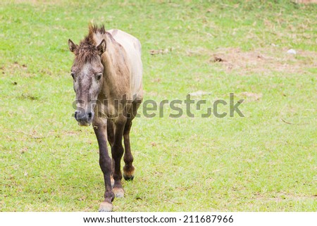 Portrait of cute  horse