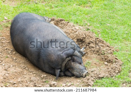 A sleeping wild boar.
