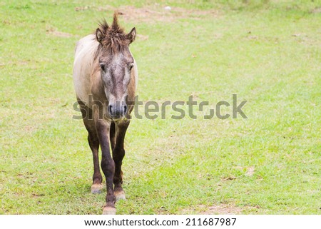 Portrait of cute  horse