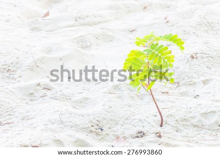 Small tamarind tree growing on white sand