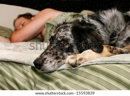 sleeping man and cute dog waiting on bed with shallow depth of field focusing on dog