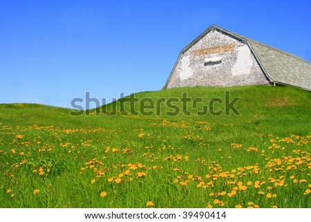 Old weathered barn/potato house in a green meadow on a sunny blue sky day