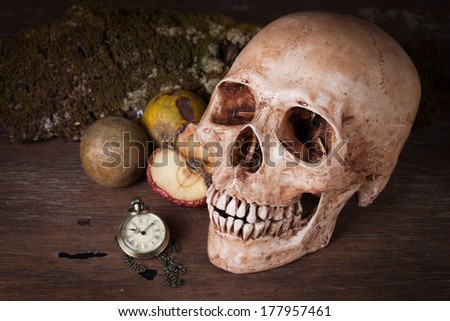 Weathered human skull, Still life