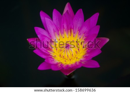 Pink lotus isolated on black