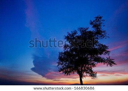 tree silhouette and Beautiful sunset sky