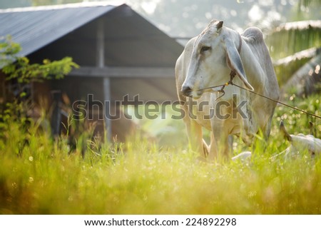 One cows graze in the meadow, Thailand.