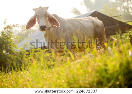 One cows graze in the meadow, Thailand.