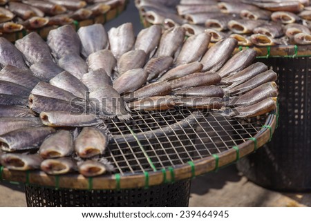 Dried Fish on threshing basket / Dried Fish / Trichogaster pectoralis