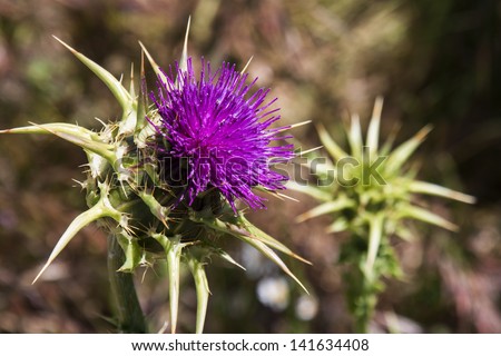Closeup of isolated thistle flower