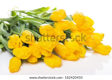 Beautiful yellow tulips on white background