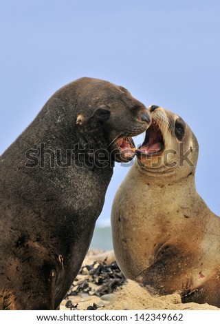 Sea lions Catlins New Zealand