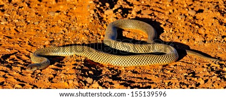 Common brown snake - Australia